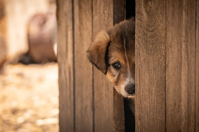 Massivholz-Hundebox als Beistelltisch mit Spindelfront