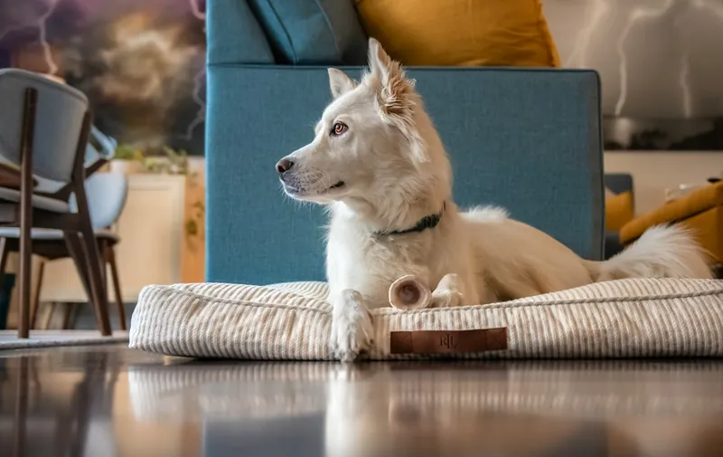 Gamme de mobilier pour animaux en bois massif