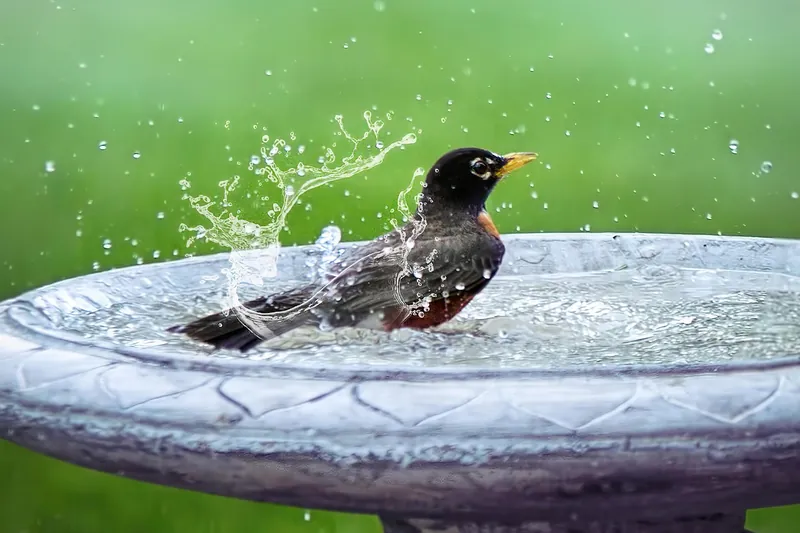 Bird bath