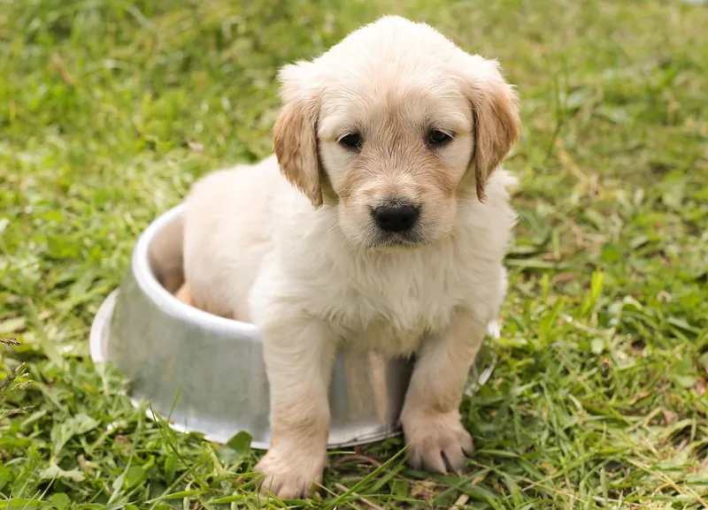 Solid-wood raised dog bowl stand with removable stainless-steel bowls, made in Jodhpur