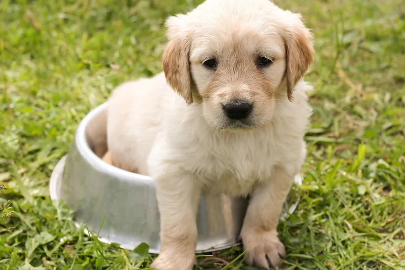 Dog bowl stand