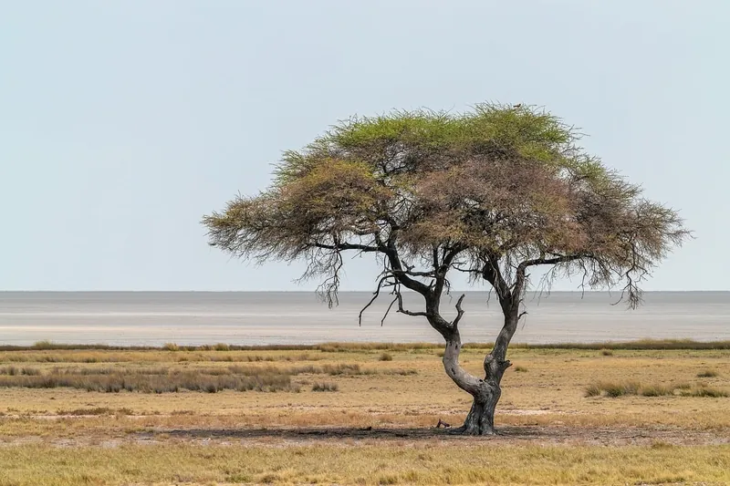 Acacia wood sideboard