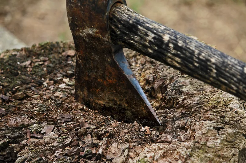 Mango wood trunk